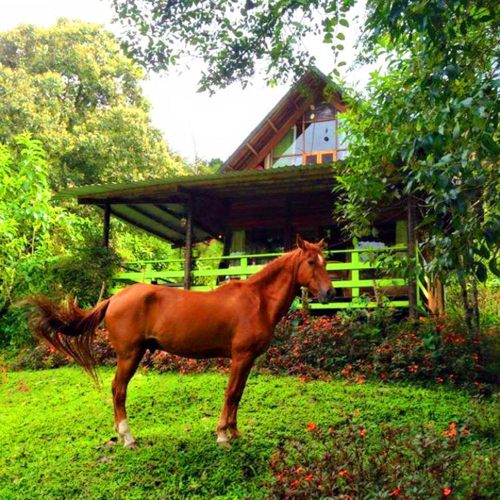 Mindo Eco Chalet Con Rio Y Cascada Εξωτερικό φωτογραφία